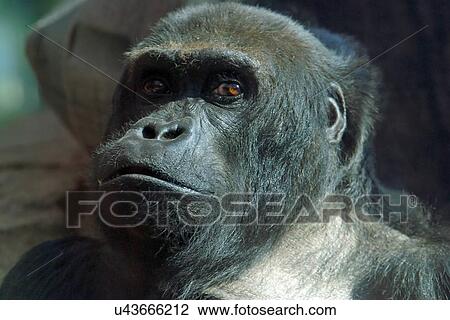 Stock Image - Gorilla . Fotosearch