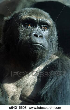 Stock Photo - Gorilla . Fotosearch