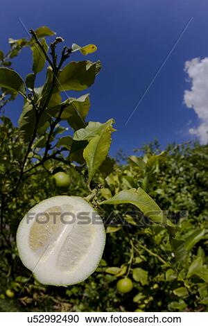 Stock Image - Half a lime . Fotosearch