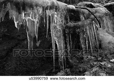 Stock Photo - Icicles on a branch. Fotosearch