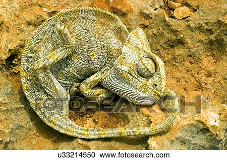 Lizard View Large Photo Image Stock Image - Lizard. Fotosearch