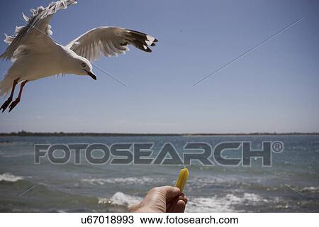 Man feeding a seagull View Large Photo Image Stock Image - Man feeding a seagull . Fotosearch