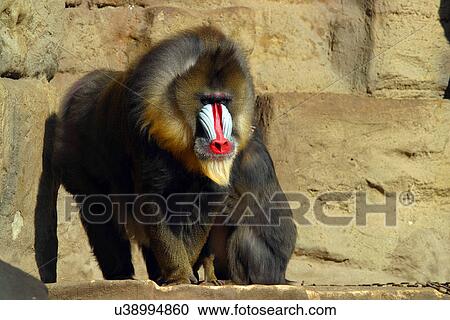 Mandrill Monkey View Large Photo Image Stock Image - Mandrill Monkey. Fotosearch