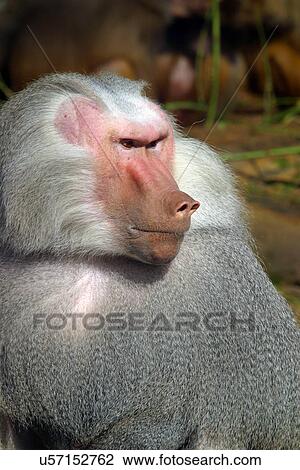 Monkey View Large Photo Image Stock Image - Monkey. Fotosearch