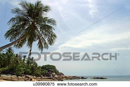 Palm tree on the shoreline View Large Photo Image Stock Photography - Palm tree on the shoreline . Fotosearch