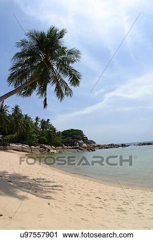 Palm tree View Large Photo Image Stock Image - Palm tree. Fotosearch