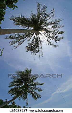 Palm trees View Large Photo Image Stock Photo - Palm trees. Fotosearch
