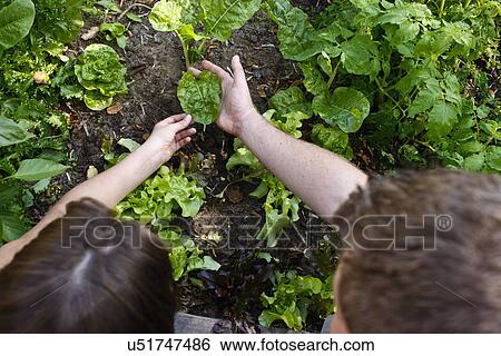 People looking at a garden View Large Photo Image Stock Photograph - People looking at a garden . Fotosearch