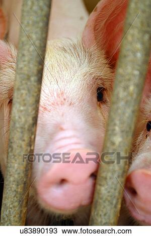 Stock Image - Pigs. Fotosearch