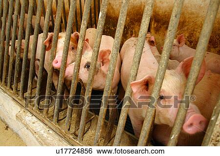Stock Photograph - Pigs. Fotosearch