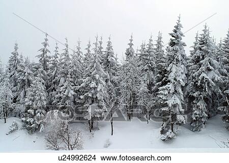 Picture - Snow covered pine trees. Fotosearch