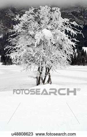 Stock Image - Snow covered tree . Fotosearch