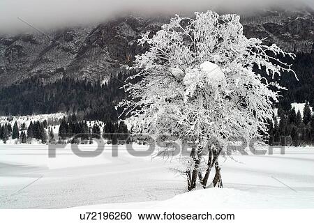 Snow covered tree View Large Photo Image Stock Image - Snow covered tree. Fotosearch
