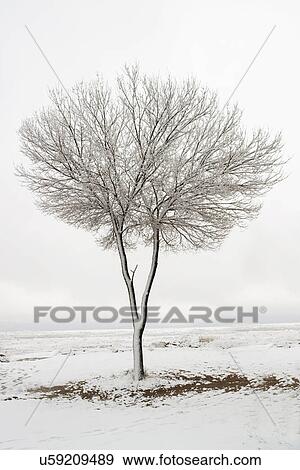Snow covered tree View Large Photo Image Stock Photo - Snow covered tree. Fotosearch