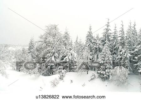 Snow covered trees View Large Photo Image Stock Image - Snow covered trees. Fotosearch