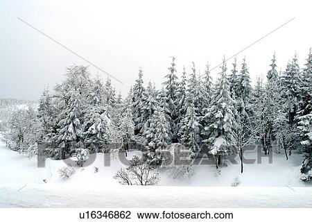 Snow covered trees View Large Photo Image Stock Image - Snow covered trees. Fotosearch
