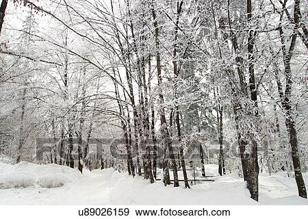 Stock Photo - Snowy trees. Fotosearch