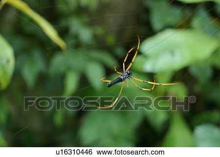 Spider View Large Photo Image Stock Photograph - Spider. Fotosearch