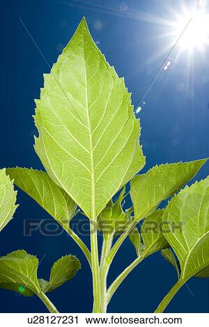 Sunflower View Large Photo Image Stock Image - Sunflower. Fotosearch