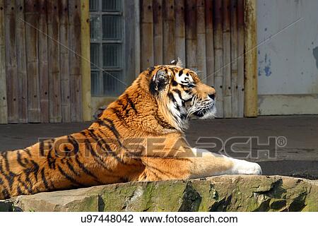 Stock Image - Tiger . Fotosearch