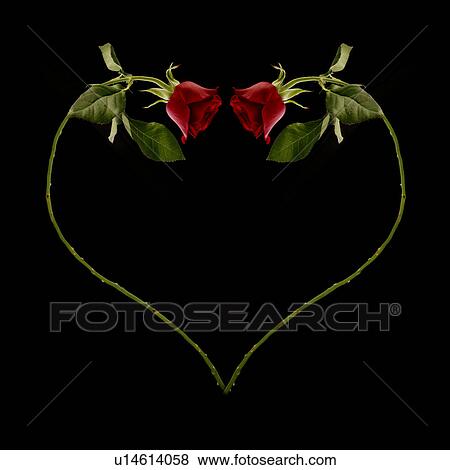 Two red roses forming a heart View Large Photo Image Stock Photo - Two red roses forming a heart. Fotosearch