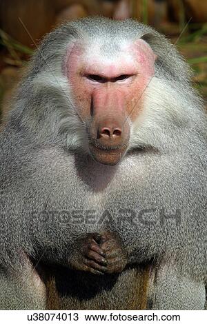 Vervet monkey View Large Photo Image Stock Image - Vervet monkey. Fotosearch