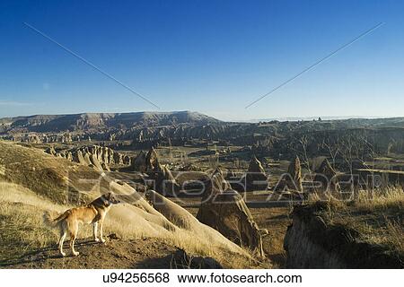 Wild dog View Large Photo Image Stock Photo - Wild dog . Fotosearch