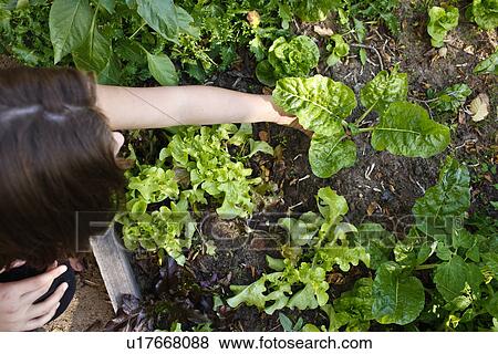 Woman gardening View Large Photo Image Stock Photo - Woman gardening . Fotosearch