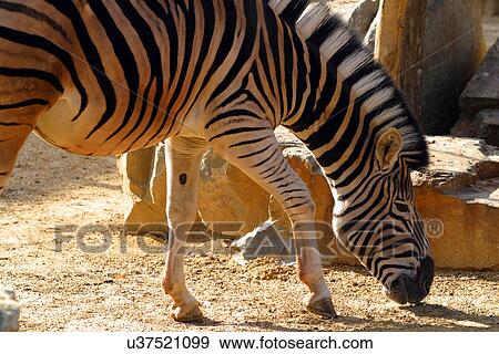 Stock Photo - Zebra eating . Fotosearch