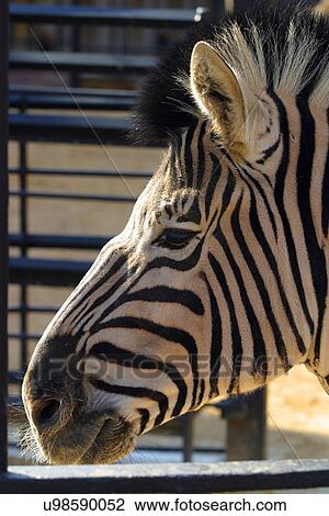 Stock Image - Zebra. Fotosearch