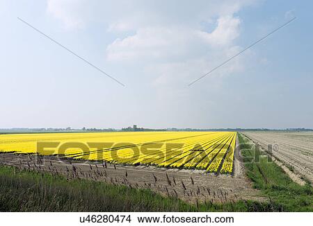 Picture - Bulb fields with blossoming flowers, Netherlands. Fotosearch