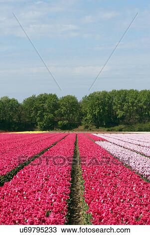 Stock Image - Bulb fields with blossoming flowers, Netherlands. Fotosearch