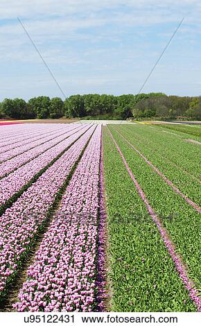 Bulb fields with blossoming flowers, Netherlands View Large Photo Image Stock Image - Bulb fields with blossoming flowers, Netherlands. Fotosearch