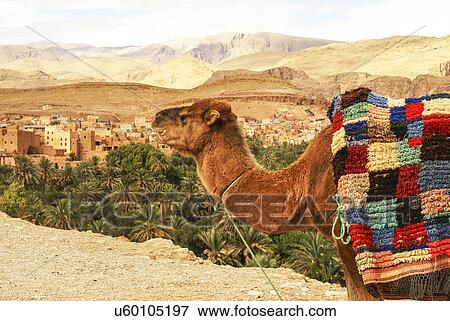 Camel, mud houses in background, Casbah Ait Bujan, Todra Gorge, Dades Valley, Morocco View Large Photo Image Stock Photo - Camel, mud houses in background, Casbah Ait Bujan, Todra Gorge, Dades Valley, Morocco. Fotosearch