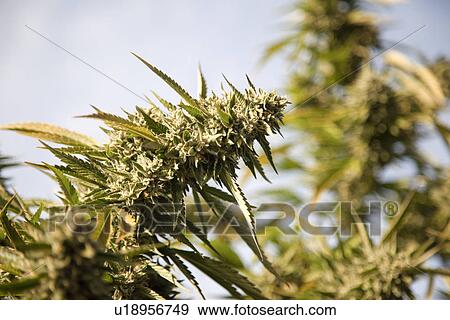 Cannabis flower (Cannabis sativa) View Large Photo Image Stock Photo - Cannabis flower (Cannabis sativa). Fotosearch