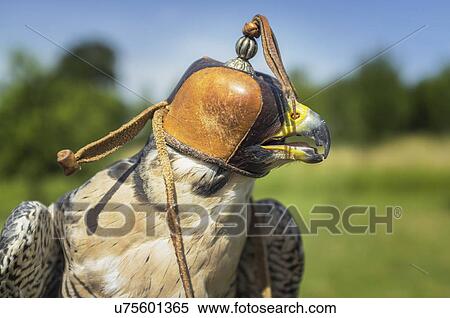 Stock Photography - Close up image of Kestrel in hood. Fotosearch