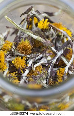 Close up of a jar containing dried coltsfoot (Tussilago farfara) stems and flowers. Used in herbal medicine and food View Large Photo Image Picture - Close up of a jar containing dried coltsfoot (Tussilago farfara) stems and flowers. Used in herbal medicine and food. Fotosearch