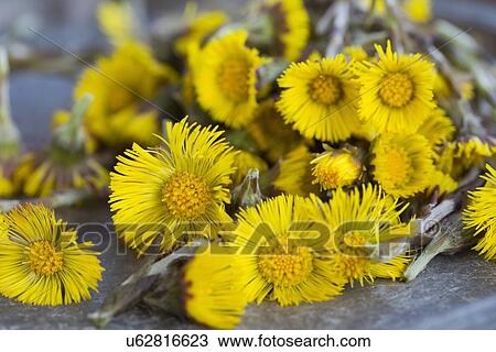 Stock Image - Close up of coltsfoot (tussilago farfara) stems and flowers. Used in herbal medicine and food. Fotosearch