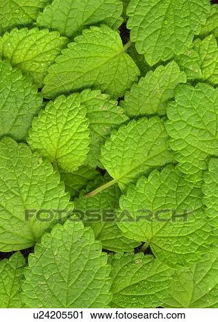 Close up of Mint leaves View Large Photo Image Stock Image - Close up of Mint leaves. Fotosearch