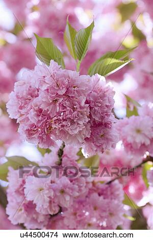 Picture - Close up of pink cherry blossom. Fotosearch