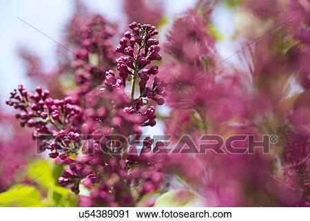 Stock Image - Close up of pink lilac blossom. Fotosearch