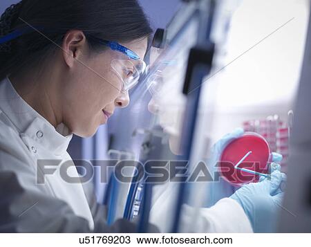 Stock Image - Close up of scientist making bacterial culture in agar inside laboratory workstation. Fotosearch