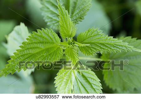 Stock Photo - Close up of stinging nettle (urtica) plant and leaves. Fotosearch