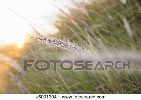 Stock Image - Detail of sunrise in long grass marsh. Fotosearch