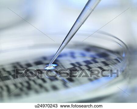 DNA (deoxyribonucleic acid) autoradiogram in a petri dish View Large Photo Image Stock Image - DNA (deoxyribonucleic acid) autoradiogram in a petri dish. Fotosearch