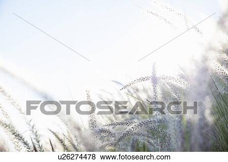 Stock Photo - Dreamy close up detail of long grasses in sunlight. Fotosearch