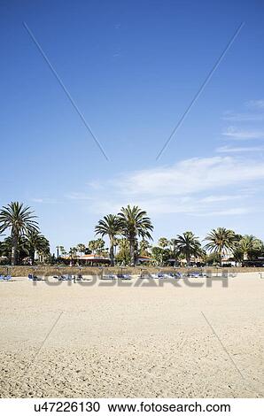Empty beach with sun loungers and palm trees, Fuerteventura, Spain View Large Photo Image Stock Image - Empty beach with sun loungers and palm trees, Fuerteventura, Spain. Fotosearch