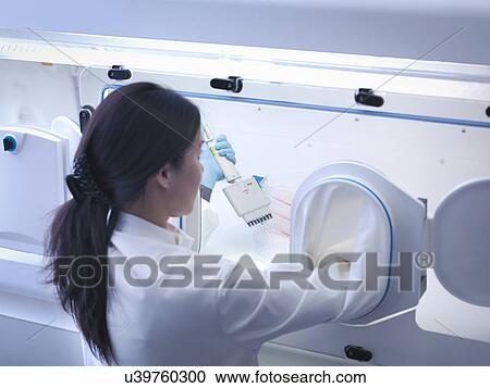 Stock Image - Female scientist making cell culture using pipette inside laboratory workstation. Fotosearch