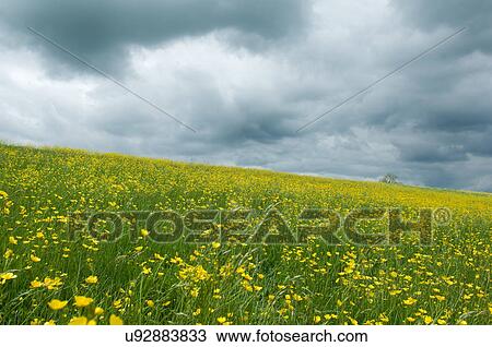 Stock Image - Field of buttercups. Fotosearch