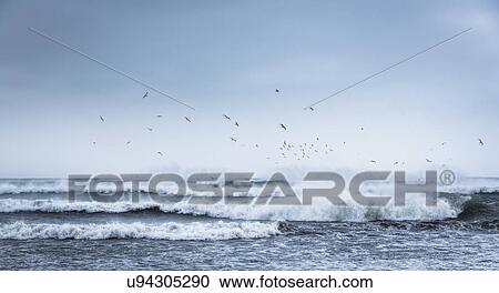 Stock Image - Flock of birds over waves, Thorlakshofn, Iceland. Fotosearch